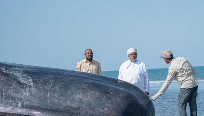 Sperm Whale Death Near Al Sawadi: Environment Authority Investigates Natural Causes