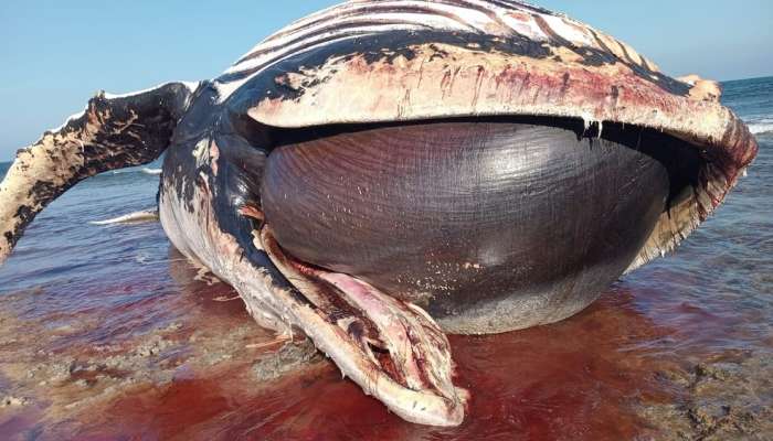 Investigation Launched into Death of Endangered Arabian Sea Humpback Whale in Al Wusta Governorate